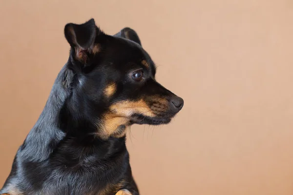 Preto Pouco Bonito Engraçado Cão — Fotografia de Stock