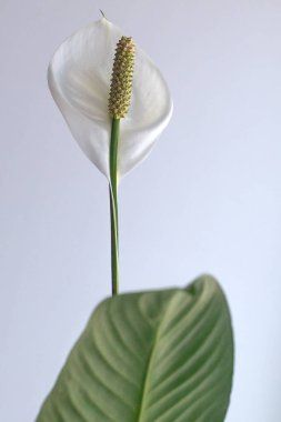 spathiphyllum, güzel büyük kapalı bir çiçek