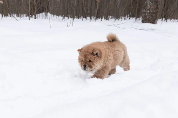 Little fluffy dog runs through the snow, chow chow puppy