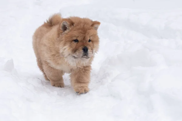 Puppy Chow Chow, close-up in the snow