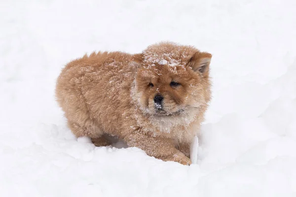 Little fluffy funny puppy chow chow in winter in the park