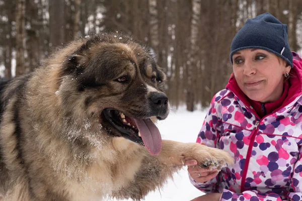 Happy woman in nature with a large Caucasian watchdog in winter