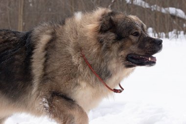 Büyük, güzel, Kafkasyalı bekçi çoban köpeği kışın dışarıda.