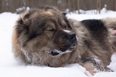 Büyük, güzel, Kafkasyalı bekçi çoban köpeği kışın dışarıda.
