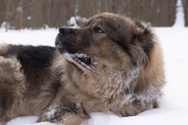 Büyük, güzel, Kafkasyalı bekçi çoban köpeği kışın dışarıda.