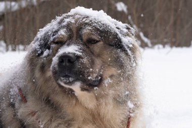 Güzel beyaz atlı bekçi köpeği karda.