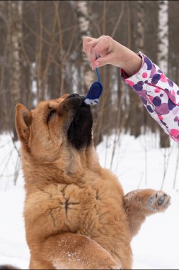 Tüylü, komik köpek çiftliği. Parkta kışın yemek.