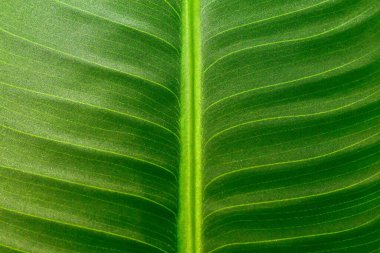 Yapay yeşil bitki dokusu, arka plan