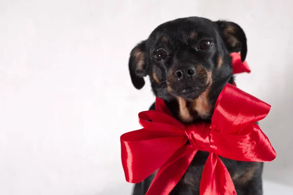 Lustiger Kleiner Hund Mit Roter Schleife Auf Weißem Hintergrund — Stockfoto