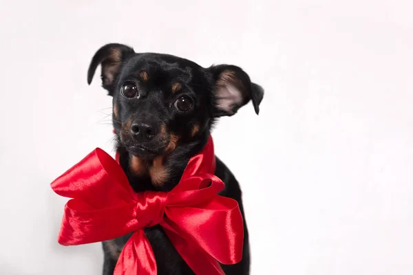 Lustiger Kleiner Hund Mit Roter Schleife Auf Weißem Hintergrund — Stockfoto