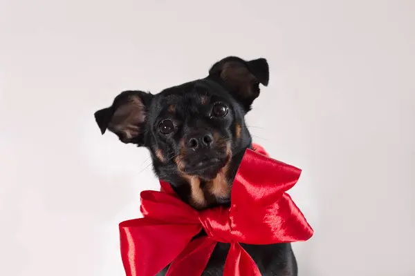 Lustiger Kleiner Hund Mit Roter Schleife Auf Weißem Hintergrund — Stockfoto
