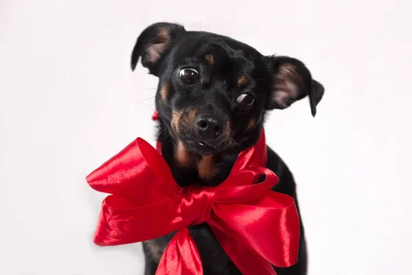 Lustiger Kleiner Hund Mit Roter Schleife Auf Weißem Hintergrund — Stockfoto