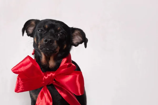 Lustiger Kleiner Hund Mit Roter Schleife Auf Weißem Hintergrund — Stockfoto