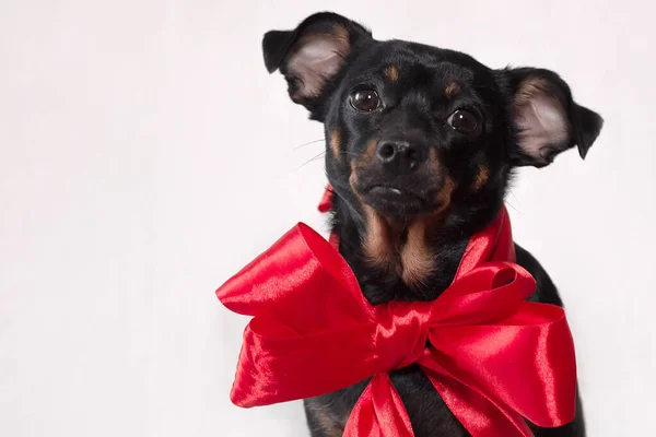 Lustiger Kleiner Hund Mit Roter Schleife Auf Weißem Hintergrund — Stockfoto