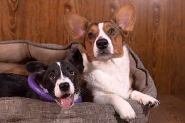 Sevecen, güzel köpekler Corgi hırkası, yakın plan..