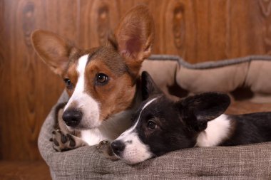 Sevecen, güzel köpekler Corgi hırkası, yakın plan..