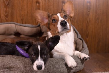 Sevecen, güzel köpekler Corgi hırkası, yakın plan..