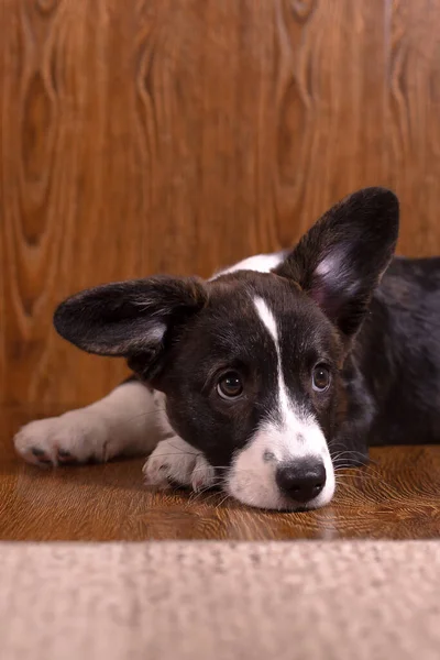 Beautiful Funny Little Dog Corgi Cardigan Corgi Puppy Close — Stock Photo, Image