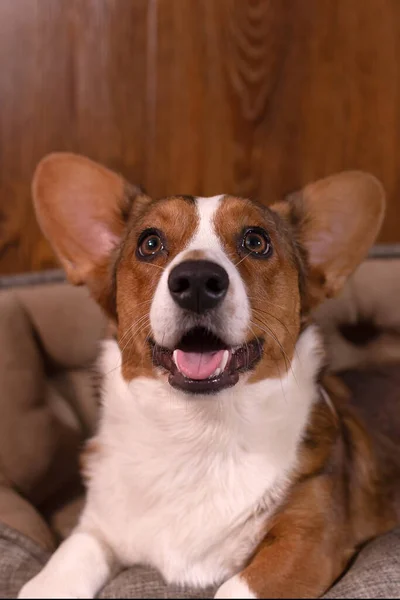 Söt Typ Vacker Hund Corgi Kofta Närbild — Stockfoto