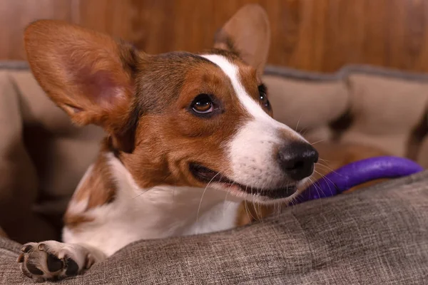 Carino Tipo Bel Cane Corgi Cardigan Vicino — Foto Stock