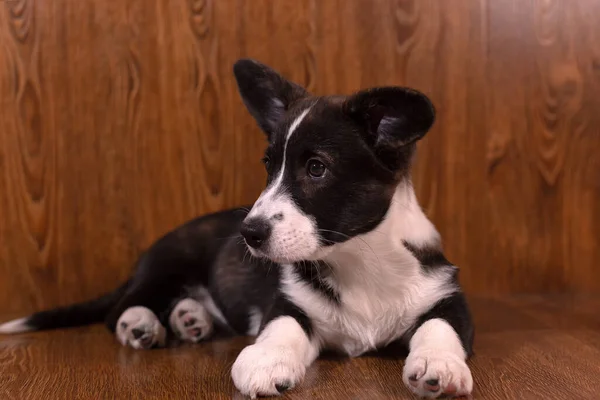 Petit Gentil Beau Chien Drôle Cardigan Corgi Chiot Corgi Gros — Photo