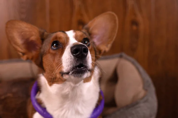 Cute Kind Beautiful Dog Corgi Cardigan Close — Stock Photo, Image