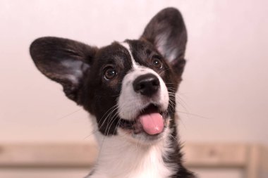 Komik güzel küçük köpek, küçük mantar yavrusu..