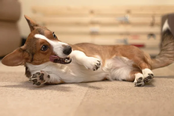 Bellissimo Cane Gentile Cardigan Corgi Marrone Bianco — Foto Stock