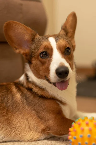 Ein Schöner Freundlicher Hund Eine Braun Weiße Corgi Strickjacke — Stockfoto