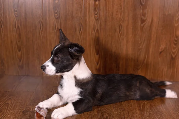 Petit Beau Chien Avec Une Race Cardigan Corgi — Photo