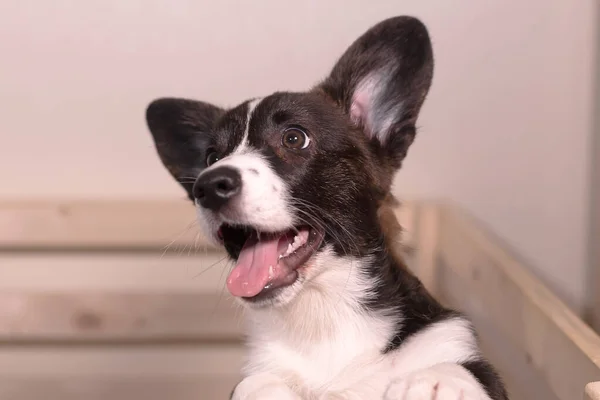 Rolig Vacker Liten Hund Liten Corgi Valp — Stockfoto