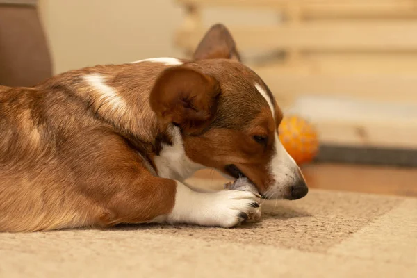 Beautiful Kind Dog Brown White Corgi Cardigan — Stock Photo, Image