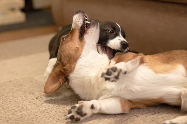 2匹の美しい小さな犬が遊ぶ コーギーカーディガンの品種 — ストック写真
