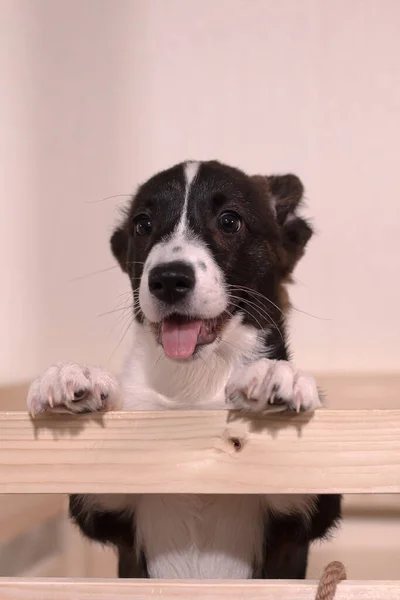 Cão Lindo Engraçado Cachorrinho Corgi — Fotografia de Stock