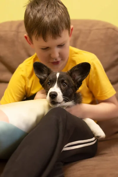 Pojke Håller Vacker Corgi Valp Sina Händer — Stockfoto