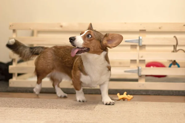 Perro Hermoso Amable Cárdigan Corgi Marrón Blanco —  Fotos de Stock