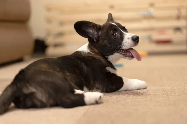 Funny Beautiful Little Dog Little Corgi Puppy — Stock Photo, Image