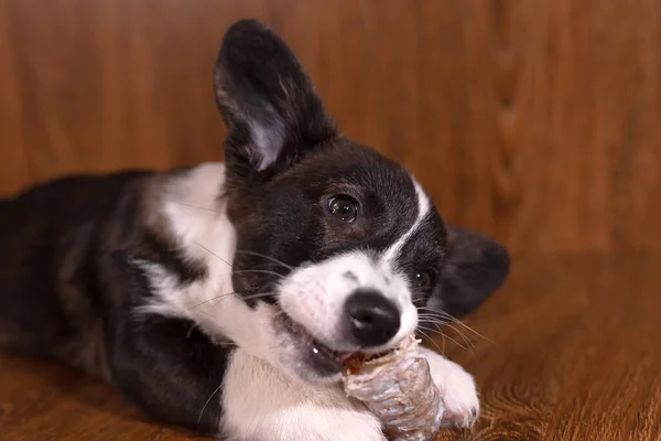 Beau Petit Chien Drôle Avec Une Race Cardigan Corgi — Photo