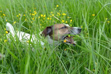 Jack Russell 'ın güzel şirin köpeği doğada ürer..