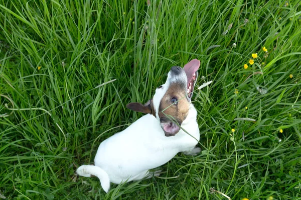 Όμορφο Χαριτωμένο Σκυλί Της Φυλής Jack Russell Στη Φύση — Φωτογραφία Αρχείου