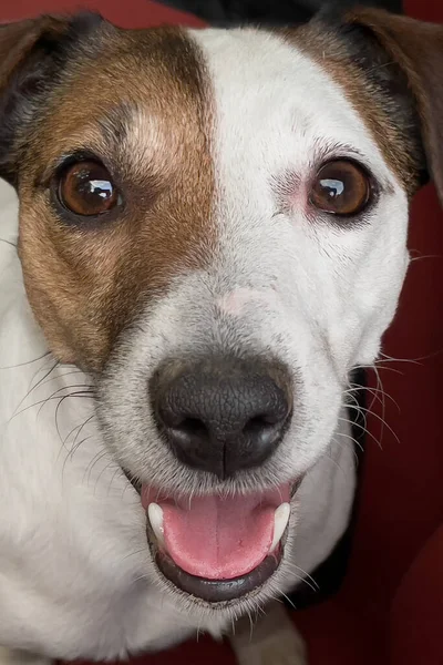 Lustiger Kleiner Reinrassiger Hund Auto Jack Russell Rasse — Stockfoto