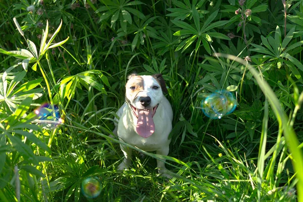 Engraçado Brincalhão Jack Russell Cão Natureza — Fotografia de Stock