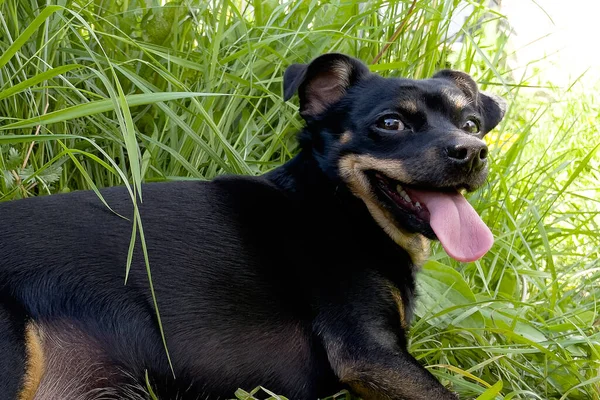 Rolig Liten Svart Hund Ligger Gräset — Stockfoto