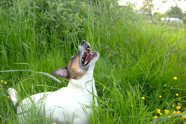 Bonito Cão Bonito Raça Jack Russell Natureza — Fotografia de Stock