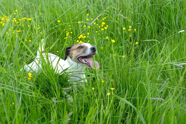 Vtipný Hravý Jack Russell Pes Přírodě — Stock fotografie