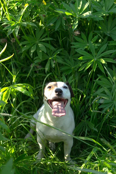 Hermoso Perro Lindo Raza Jack Russell Naturaleza —  Fotos de Stock