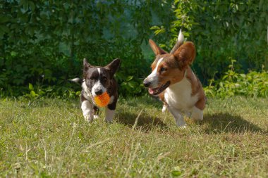 İki küçük kulaklı komik köpek, Corgi hırkası doğada oynuyor..