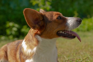 Doğada sevimli küçük köpek Corgi hırkası..