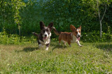 İki küçük kulaklı komik köpek, Corgi hırkası doğada oynuyor..