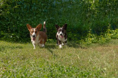 İki küçük kulaklı komik köpek, Corgi hırkası doğada oynuyor..